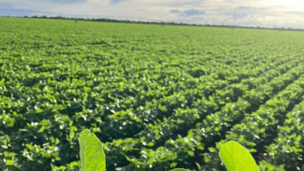 Las lluvias mejoran la soja y se mantiene la proyeccion de producción