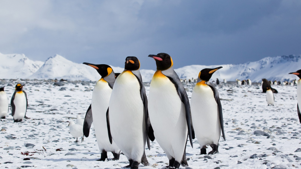 Los pingüinos rey se reproduce mejor en un planeta más cálido