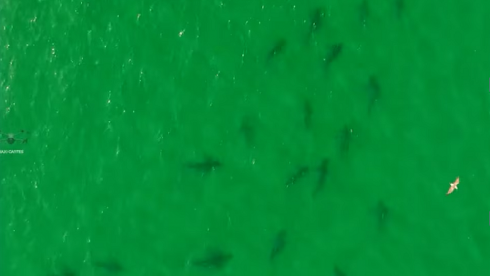 Video: impresionante avistaje de más de 100 tiburones Bakota en la Bahía de San Antonio