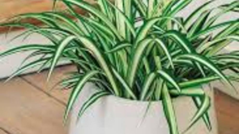 Ni flores ni decoración: la planta que el Feng Shui recomienda para la entrada del hogar