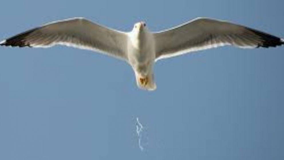 ¿Te cayó caca de pájaro? El inesperado significado espiritual detrás de ese asqueroso momento