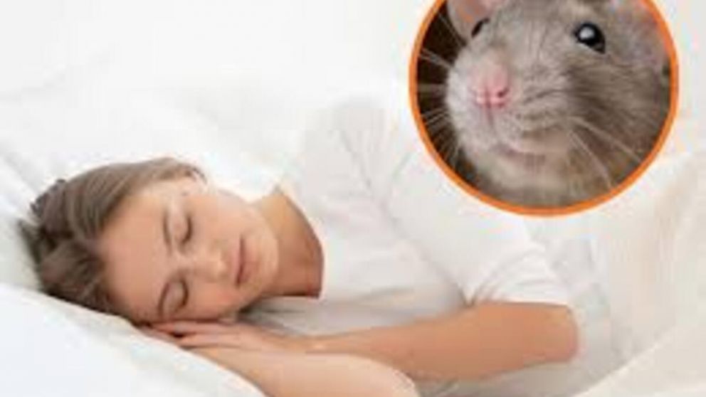 So�ar con ratas: qu� significa seg�n la psicolog�a y qu� dice de tus emociones