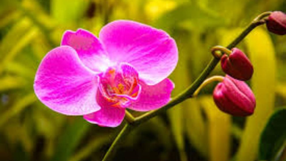 La planta que el Feng Shui recomienda para atraer el amor de tu vida