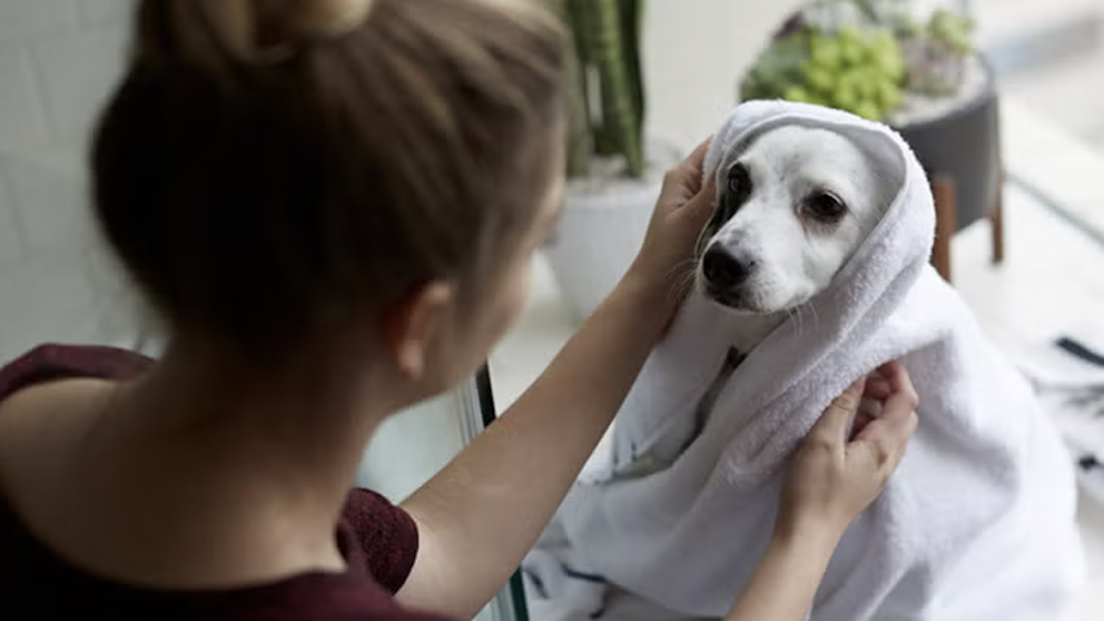 Nuevo derecho laboral: Italia reconoce el cuidado de mascotas como causa de licencia