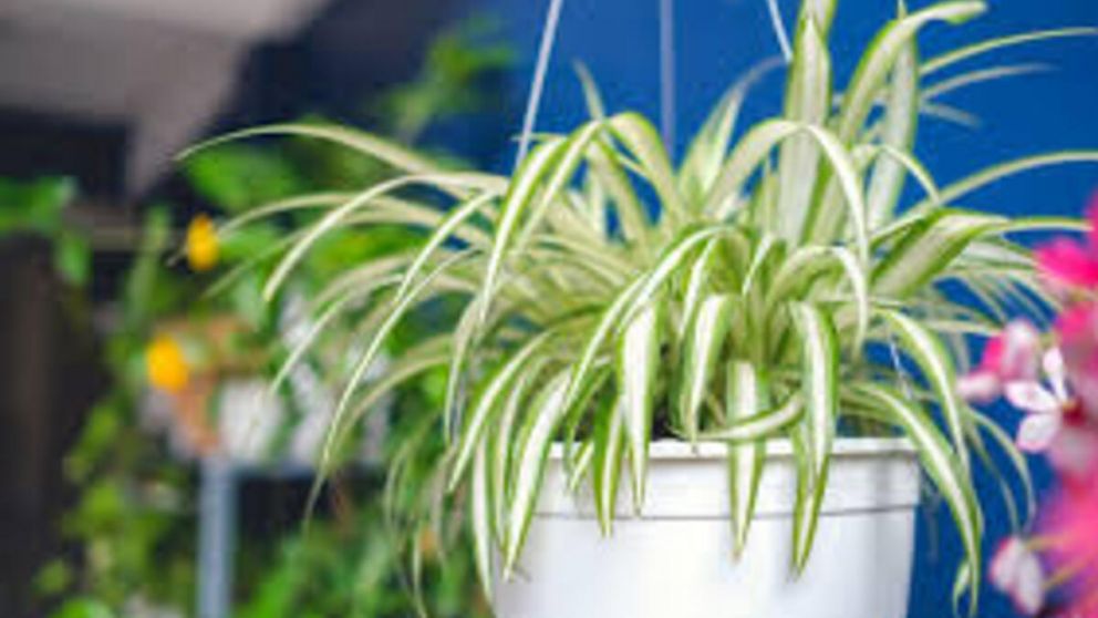 D�nde ubicar la planta ara�a en la casa para atraer dinero y energ�a positiva, seg�n el Feng Shui