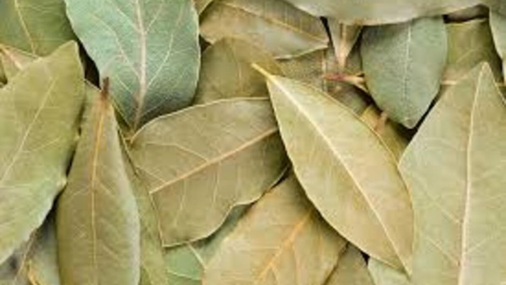 La hoja que recomiendan llevar encima para atraer abundancia, según el Feng Shui