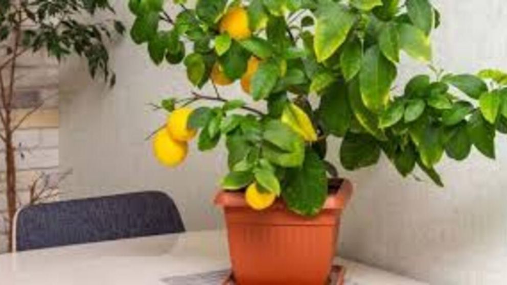 Dónde ubicar un limonero en casa para atraer prosperidad, según el Feng Shui