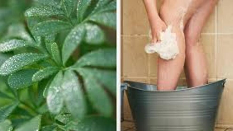 Baño de ruda: el ritual ancestral para "limpiar energías" que recomienda el Feng Shui