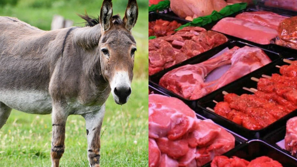 Se vende carne de burro en Chubut: cu�nto cuesta y d�nde probarla