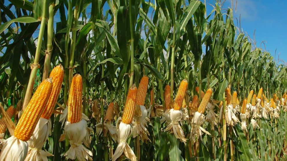 Más hectáreas y mejores rindes impulsan al maíz: proyectan 61 millones de toneladas