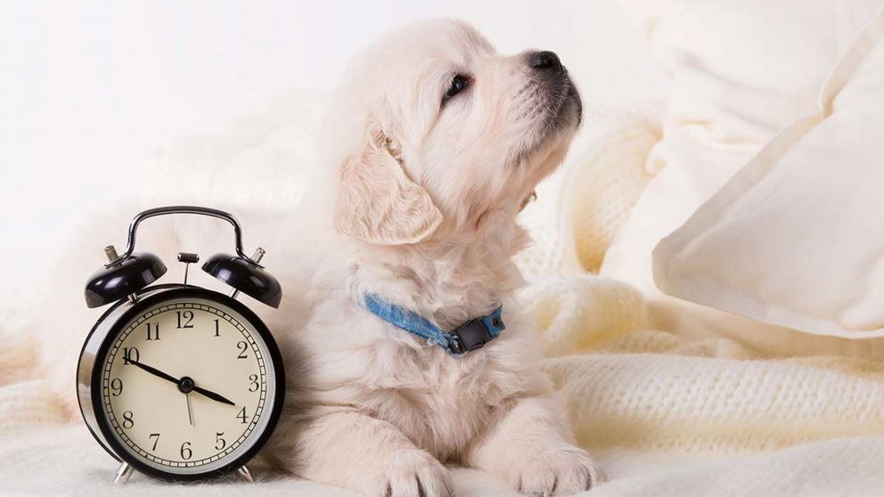 Mirar la hora todo el tiempo: qué revela este hábito cotidiano, según la psicología