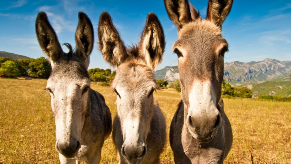 Carne de burro para consumo humano