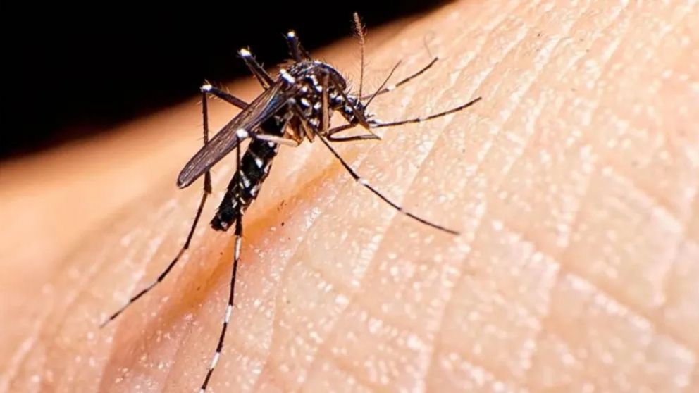 Mosquito Aedes aegypti, vector del chikungunya, dengue y zika.