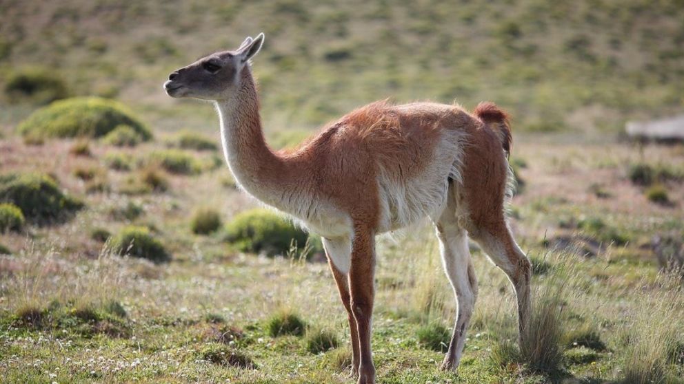 La carne de guanaco está ganando fuerza entre consumidores de la Patagonia