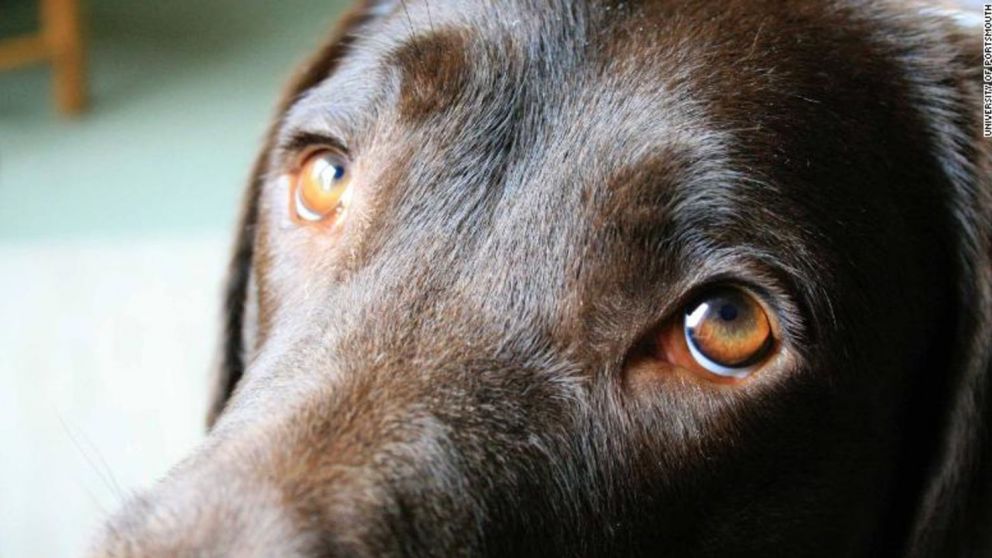 Josh Billings, humorista y escritor: "Un perro es el único ser en la tierra que te ama más de lo que se ama a sí mismo"