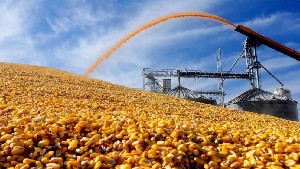 Exportaciones récord y precios firmes: el maíz rompe la lógica de cosecha