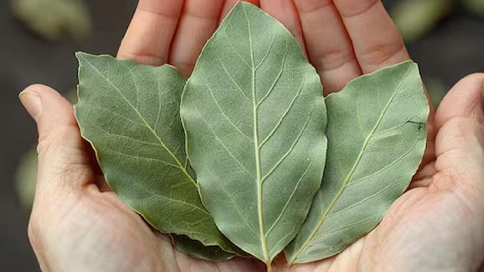 El ritual con hojas de laurel que el Feng Shui recomienda hacer en mayo para atraer prosperidad