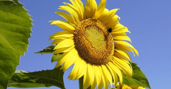 Molienda de girasol en Argentina alcanza 564.630 toneladas en marzo