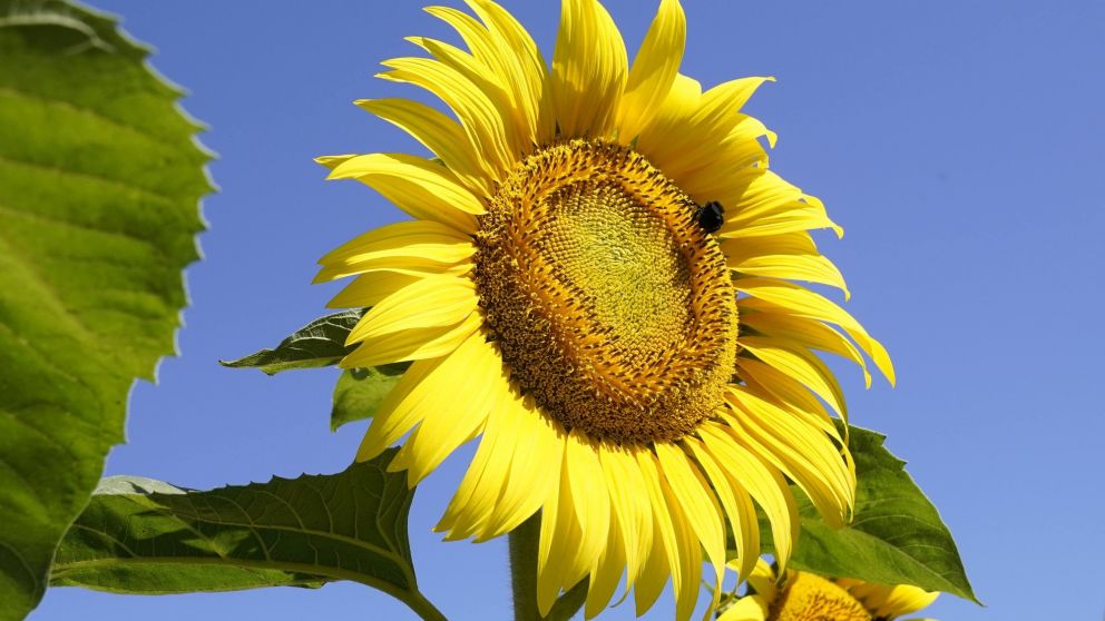 El girasol gana protagonismo en el agro argentino con cifras récord