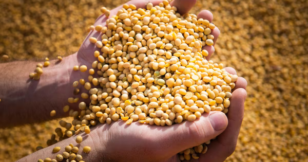 Soja cae a $430.000 por tonelada: presión logística y sobreoferta