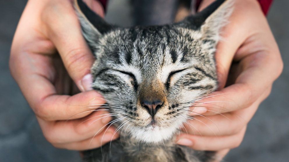 Con esta iniciativa, la Ciudad busca simplificar trámites y mejorar el acceso a servicios vinculados al bienestar de perros y gatos