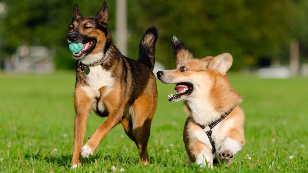 La ciencia reveló cómo se "llaman" los perros entre sí y rompió un mito