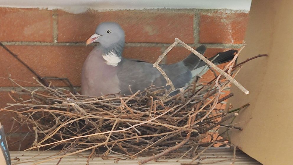 Qu� revela que las palomas hagan un nido en tu casa, seg�n el Feng Shui