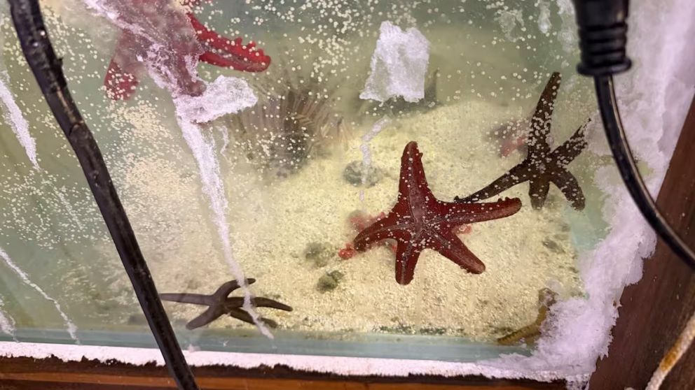 Se identificaron 102 especies distintas, entre ellas cientos fueron estrellas marinas (Fuente: Fundaci�n Temaik�n).