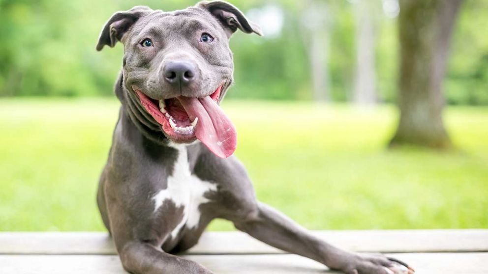 El Feng Shui revel� cu�les son los mejores espacios de la casa para que tu perro sea feliz