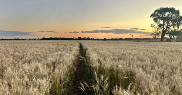 Retenciones al agro: trigo y cebada bajan a 5,5% desde 2026