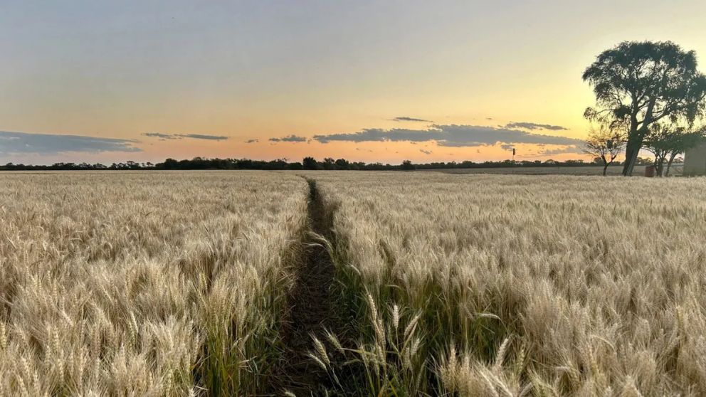 La nueva baja de retenciones para el agro alcanza de manera directa al trigo, que pasar� de tributar 7,5% a 5,5%