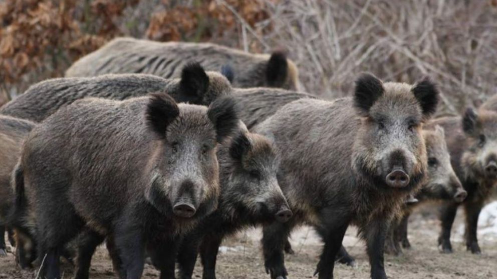 Después del burro, apuestan por la carne de ciervo y jabalí