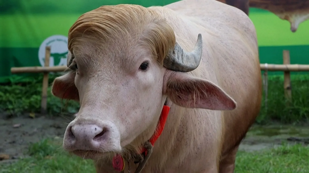 El animal estar� en una granja por dos semanas y finalmente ir� a un zool�gico