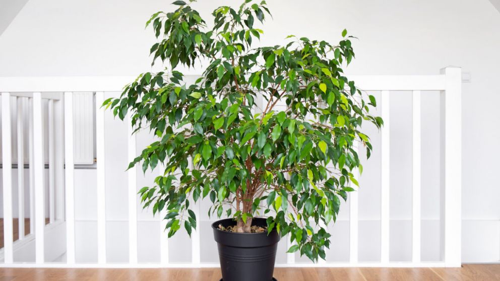 Feng Shui: cu�l es el mejor lugar de la casa para poner un ficus y atraer energ�a positiva