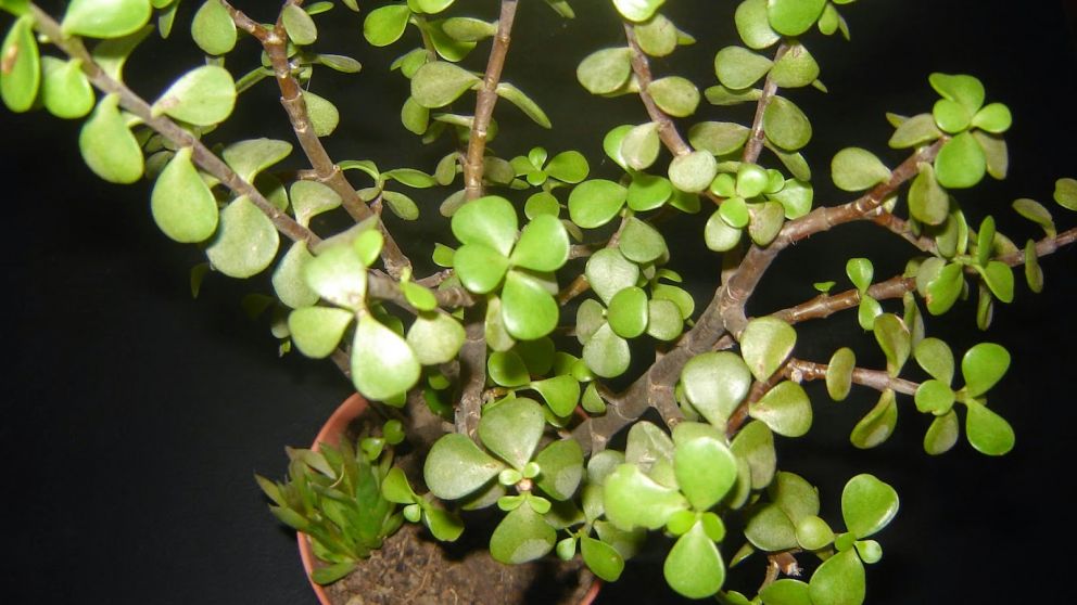 Ni laurel ni ficus: el árbol que el Feng Shui recomienda para atraer dinero en junio
