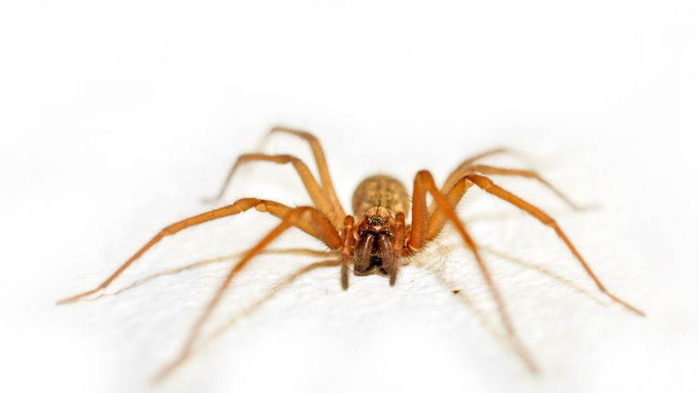 Feng Shui: qué indica la presencia de una araña de rincón dentro del hogar