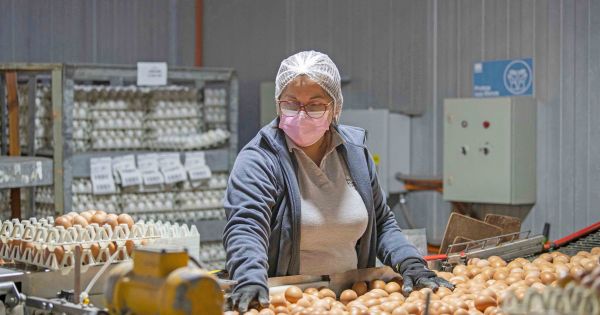 Exportaciones de carne y huevos alcanzan récord en 2026