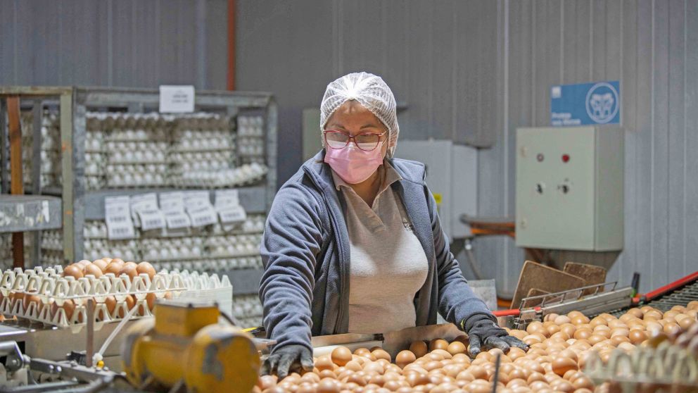 M�s huevos, m�s cerdo y m�s d�lares para Argentina
