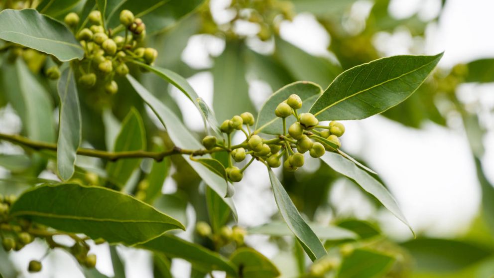 Por qu� el Feng Shui recomienda tener una hoja de laurel en la cama cada noche