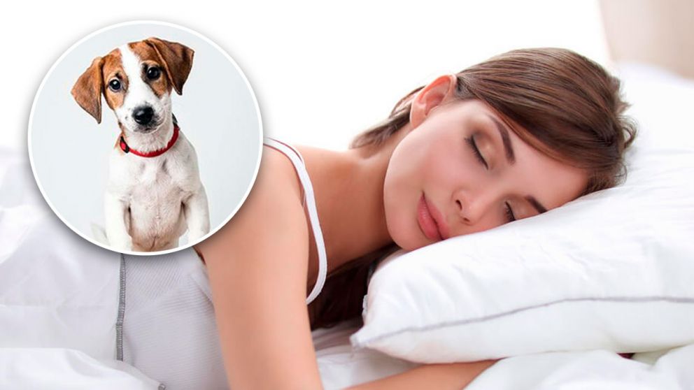 ¿Qué significa soñar con perros según la psicología y cómo interpretarlo?