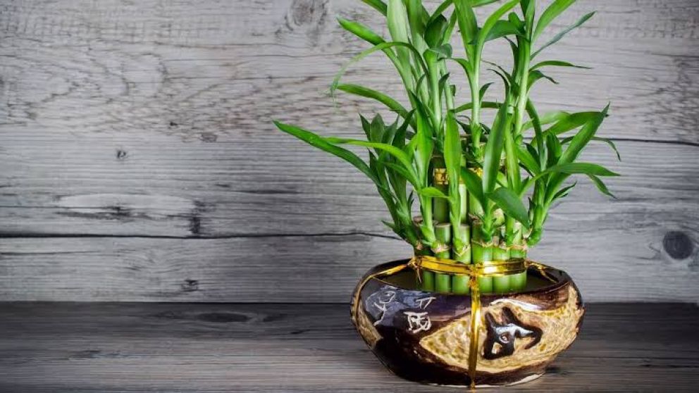 Bambú de la suerte: el secreto del Feng Shui para atraer buenas energías al hogar
