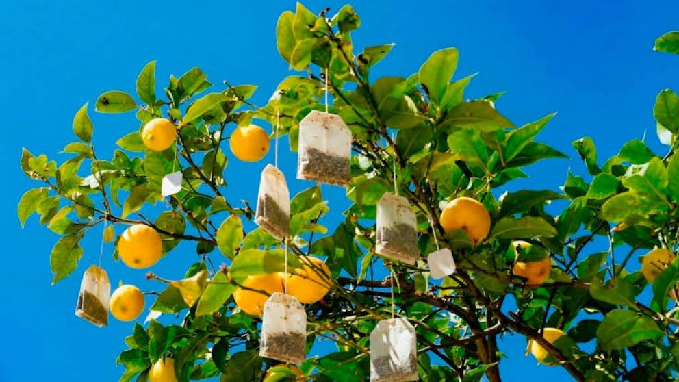 El inesperado truco con saquitos de té que puede mejorar la salud de tu limonero